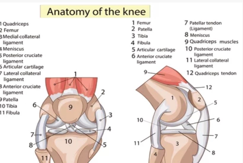 A physiotherapist supporting a patient's knee during a rehabilitation exercise after anterior cruciate ligament surgery.