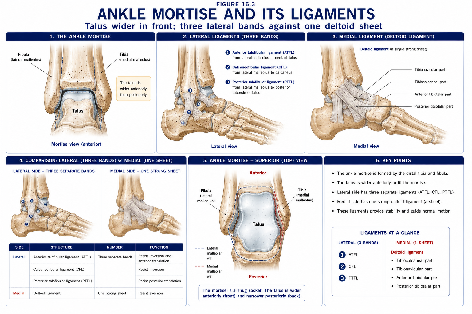 The ankle mortise shown from the front with the talus in place, beside the three separate lateral ligament bands and the single triangular deltoid ligament on the medial side, with a table setting each against what it resists.