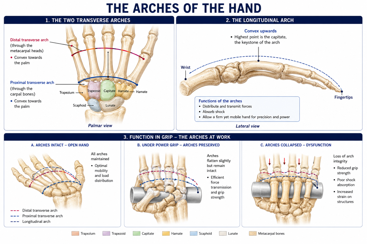The two transverse arches and the longitudinal arch of the hand drawn on the skeleton, with what forms and maintains each, and three panels showing the hand open, gripping with the arches holding, and with the arches collapsed.