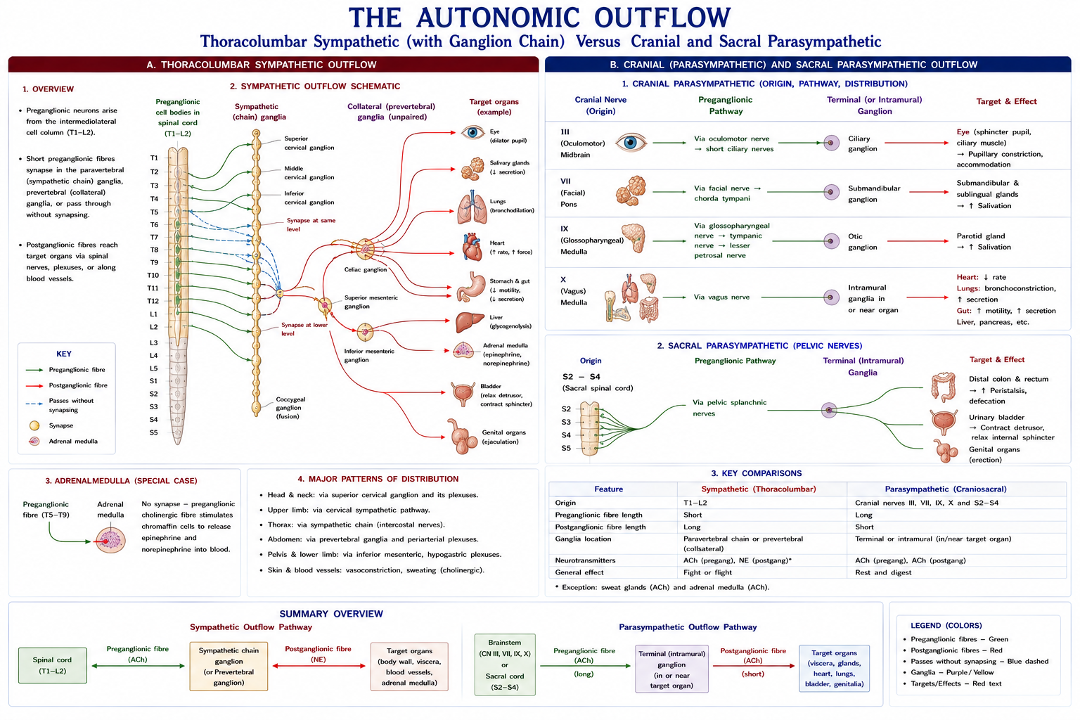 The sympathetic outflow leaving the cord from the thoracic and upper lumbar segments into the chain of ganglia, contrasted with the parasympathetic outflow leaving with certain cranial nerves and from the middle sacral segments, with the target organs each reaches.