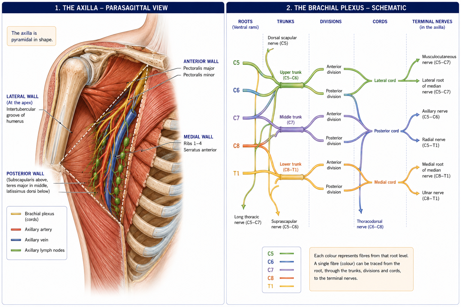 The axilla shown as a pyramid with its four walls named and its contents inside, beside the brachial plexus drawn as a wiring diagram from the roots through trunks, divisions and cords to the terminal nerves, with each root level in its own colour so a single fibre can be followed from root to nerve.