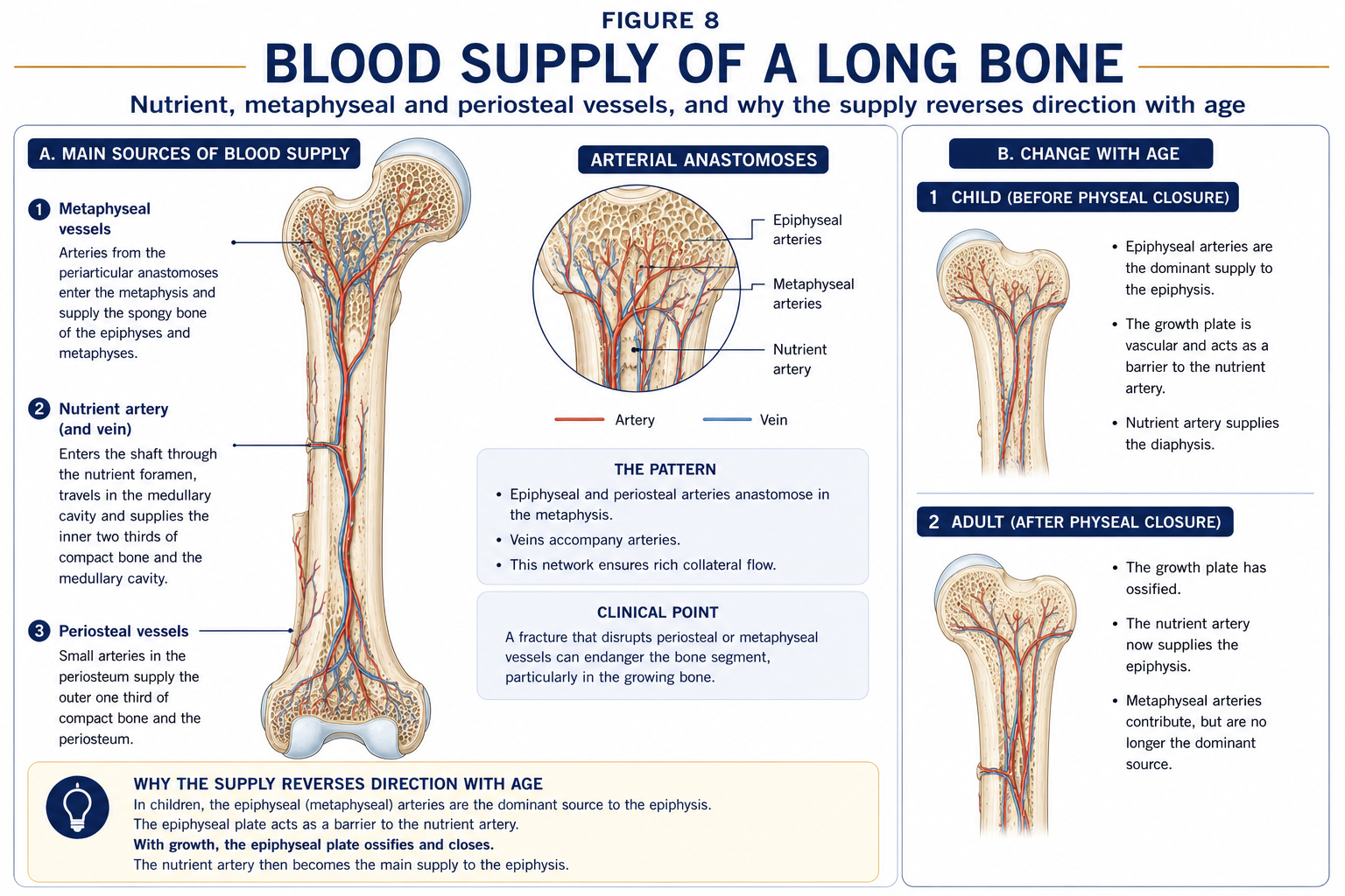 A long bone opened to show its three sources of blood, the nutrient artery entering the shaft, the metaphyseal vessels and the periosteal vessels, with a magnified view of where they meet, and a comparison of the child and adult pattern.
