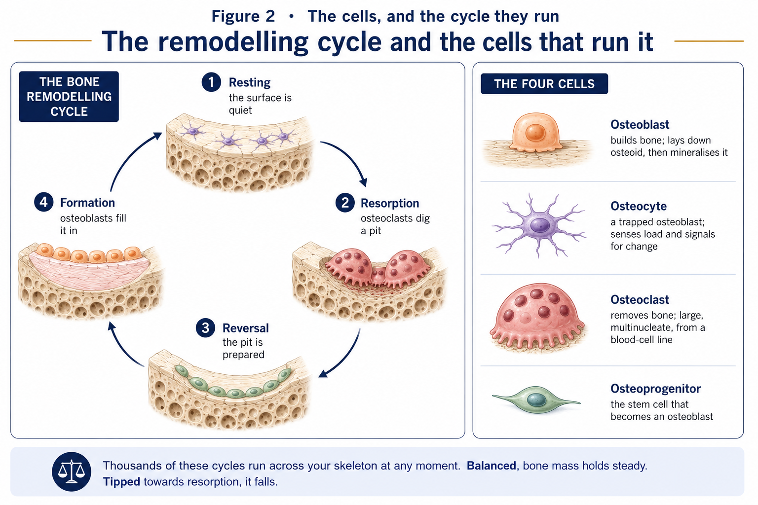 The four stages of the bone remodelling cycle drawn as a loop, from resting surface through resorption and reversal to formation, beside the four bone cells with what each one does.