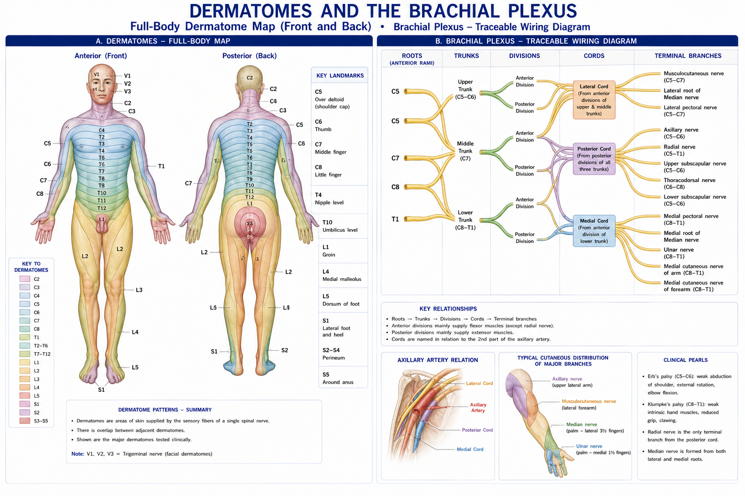 A full-body dermatome map from the front and the back with each segmental strip named, beside the brachial plexus drawn as a traceable wiring diagram from the five roots through trunks, divisions and cords to the five terminal nerves.