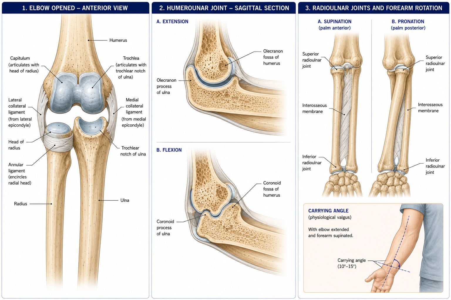 The elbow opened from the front showing the trochlea and capitulum against the ulna and radius with the collateral and annular ligaments, a sagittal section with the olecranon and coronoid in their fossae, and pronation and supination compared with the radius crossing over the ulna.