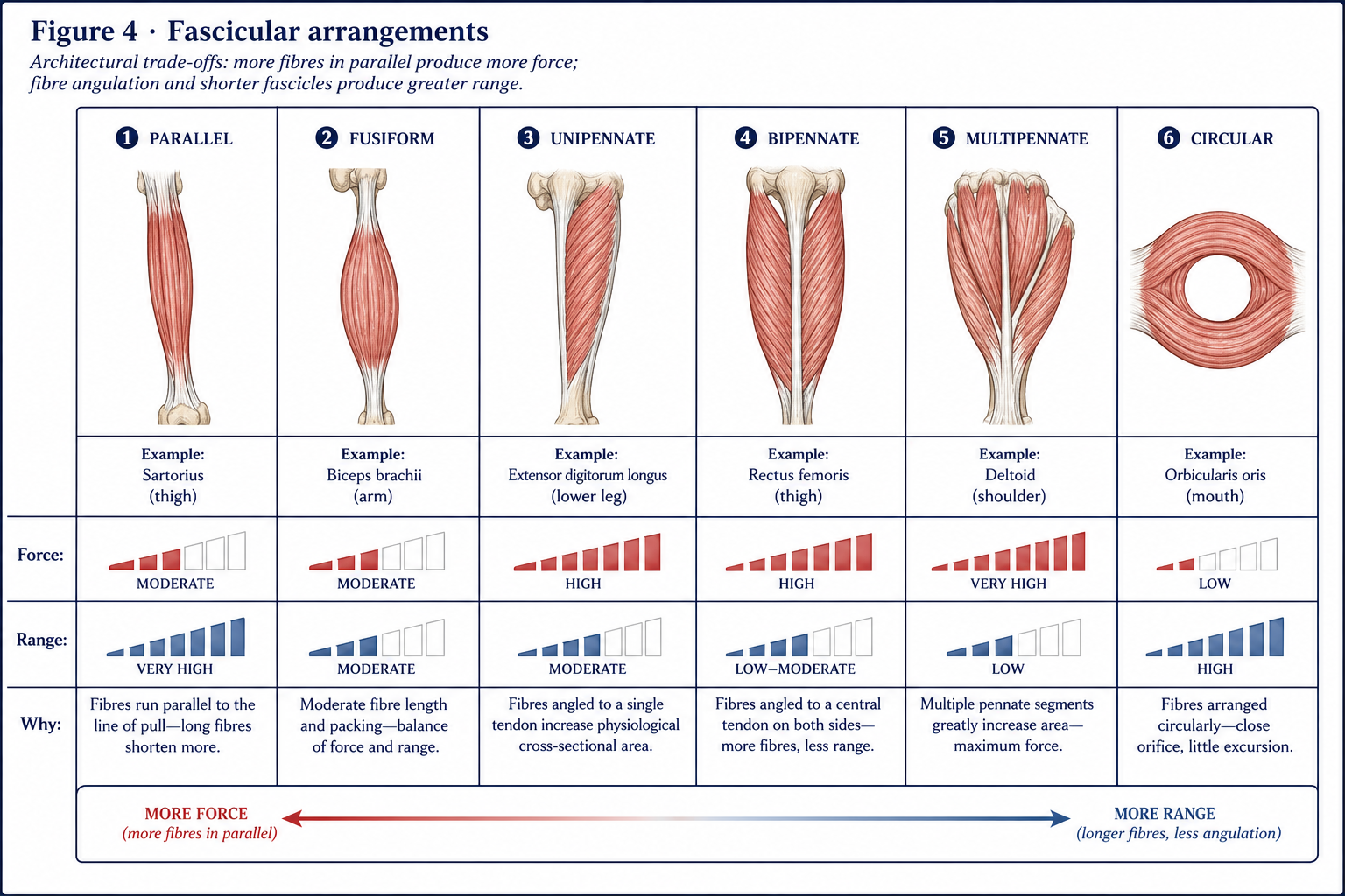Six muscle architectures compared side by side - parallel, fusiform, unipennate, bipennate, multipennate and circular - each with a real example, and bars showing how force rises and range falls as the fibres become more angled.