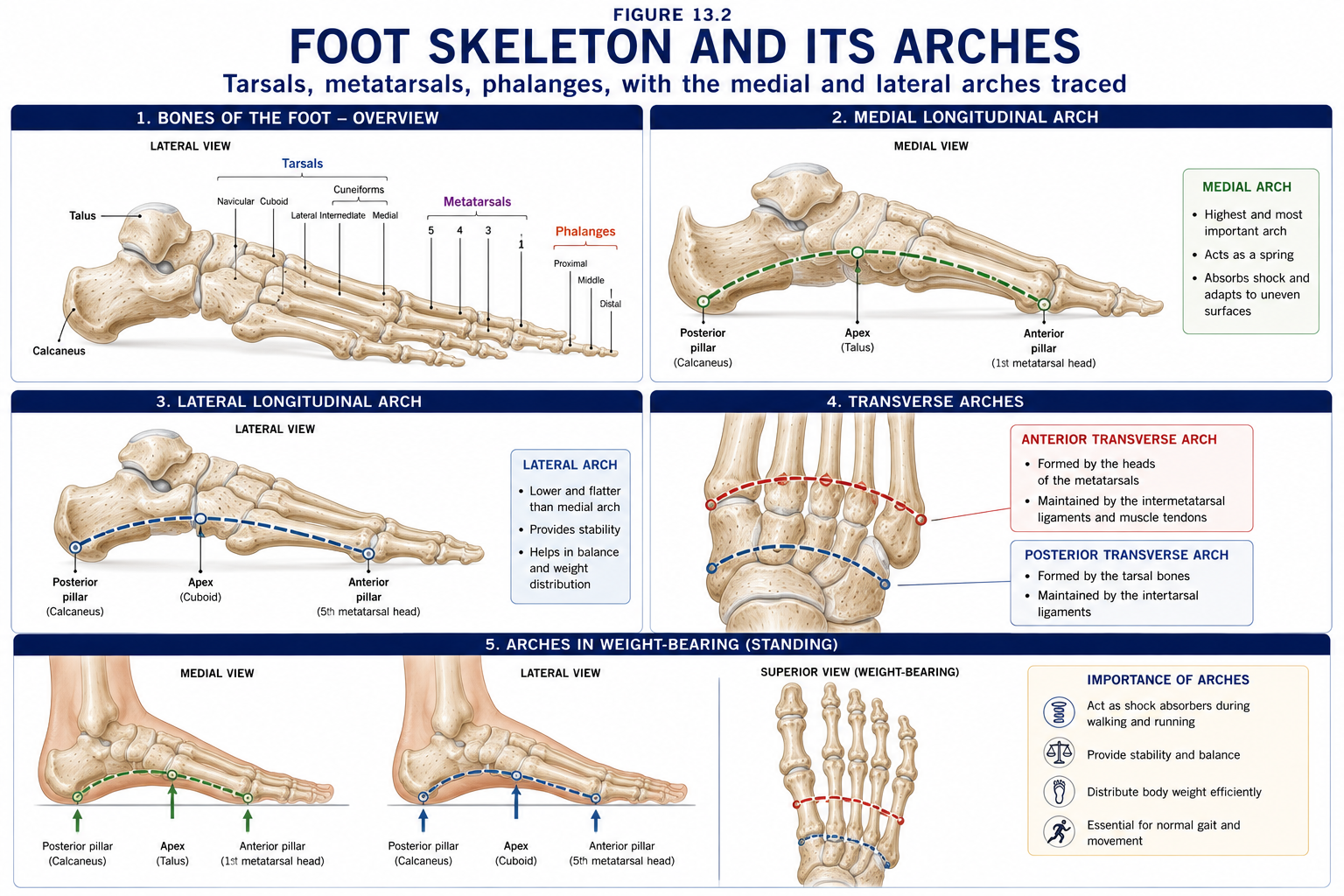 The bones of the foot named in groups, with the medial and lateral longitudinal arches and the transverse arch each traced on separate views, showing the pillars and apex of each arch and the points that take weight in standing.