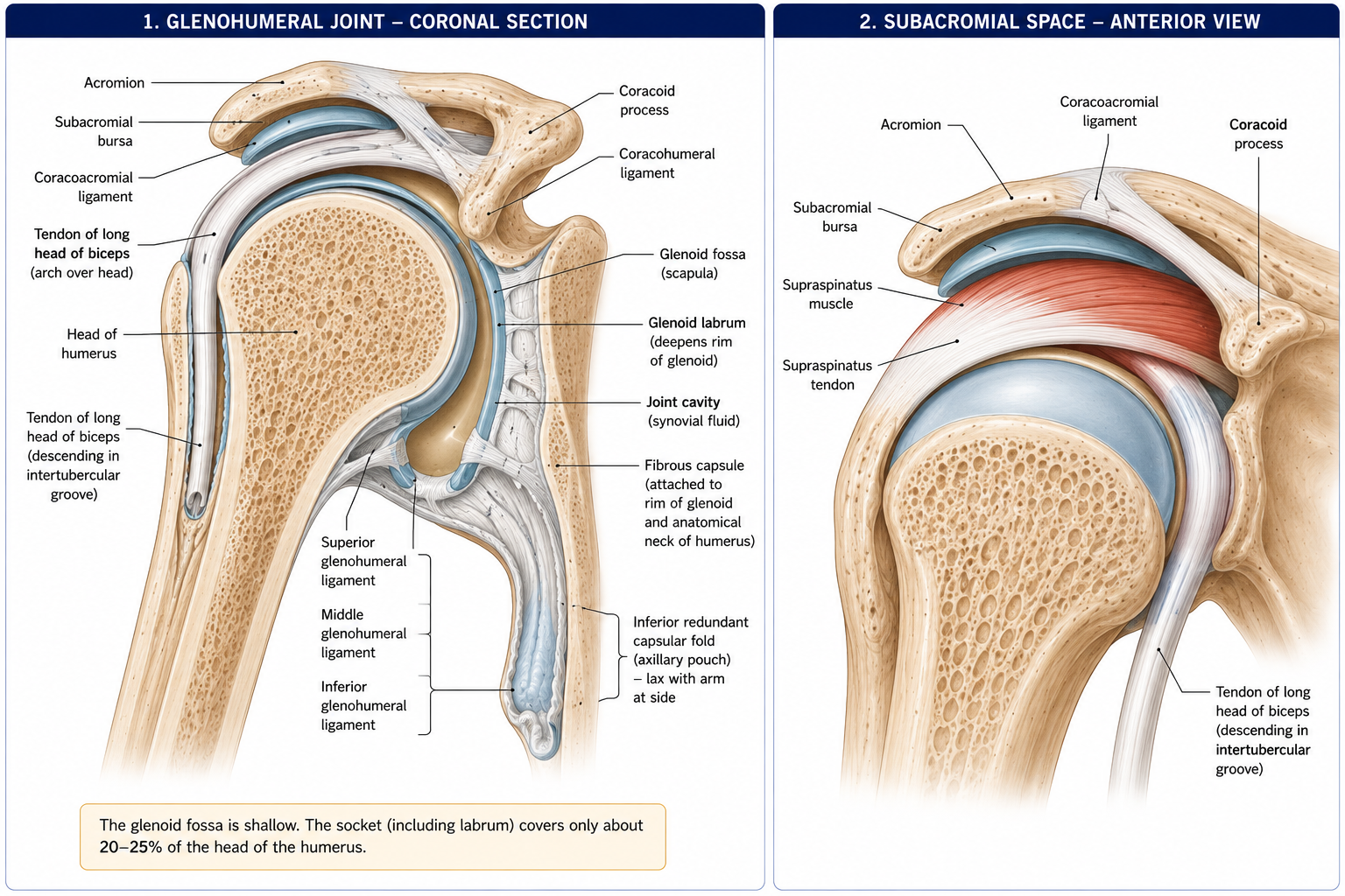 A coronal section through the shoulder showing the head of the humerus against the shallow glenoid fossa with its labrum, the joint cavity, the capsule with its slack inferior fold, the glenohumeral and coracohumeral ligaments, the tendon of the long head of biceps, and the subacromial bursa beneath the coracoacromial arch.