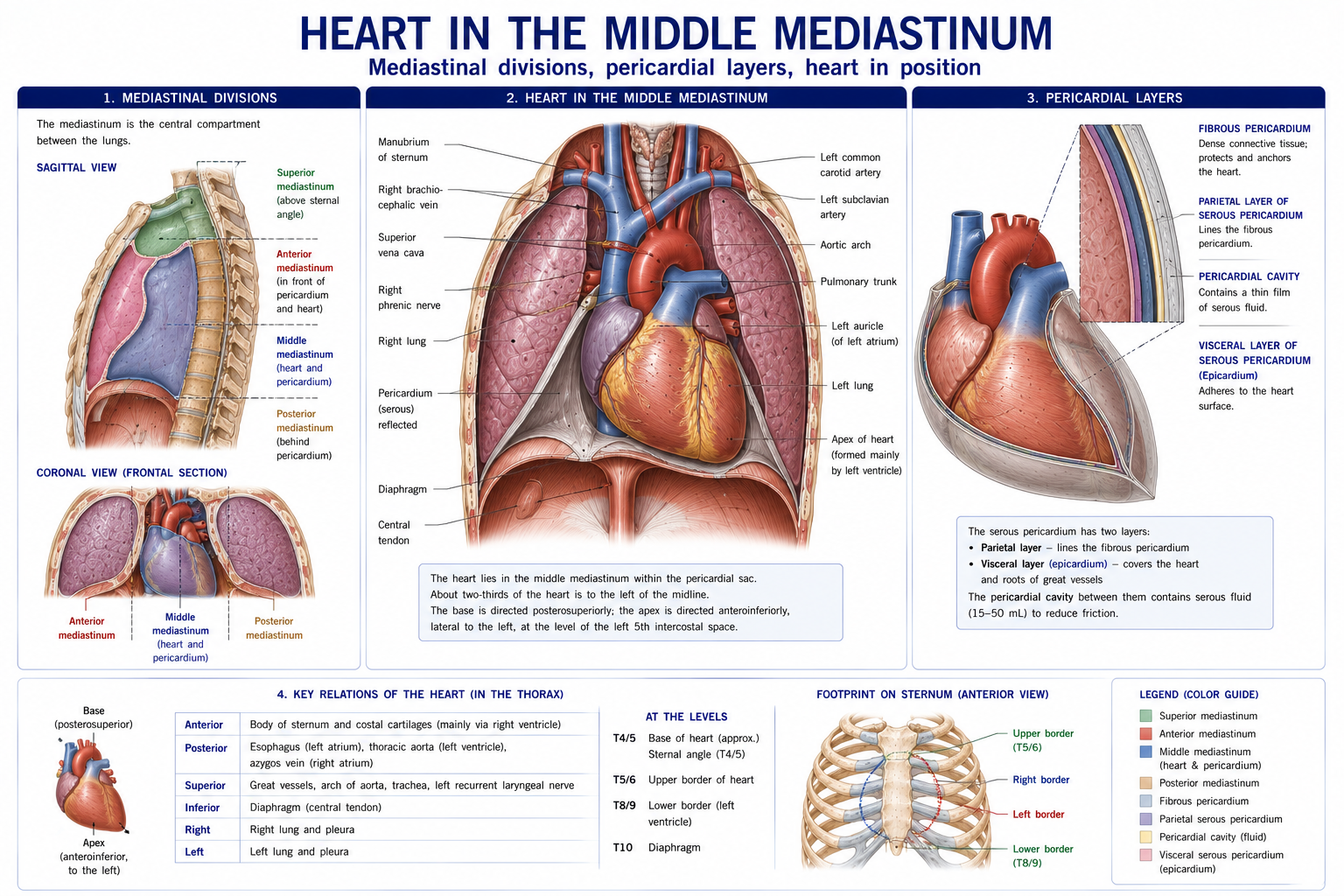 The divisions of the mediastinum shown in sagittal and coronal views, the layers of the pericardium named from the fibrous layer inwards, and the heart in position with its borders and surface relations to the chest wall.