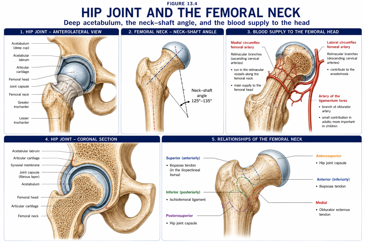 The hip joint opened and sectioned, with the neck-shaft angle measured, the retinacular vessels traced up the neck to the head, and the relations of the femoral neck to the surrounding capsule and tendons.