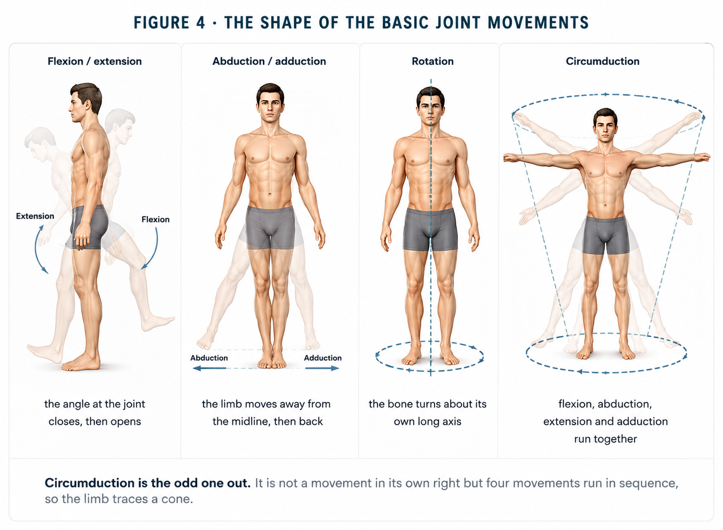 Four panels showing a figure performing flexion and extension, abduction and adduction, rotation about the long axis, and circumduction, with the path each movement traces drawn over the body.