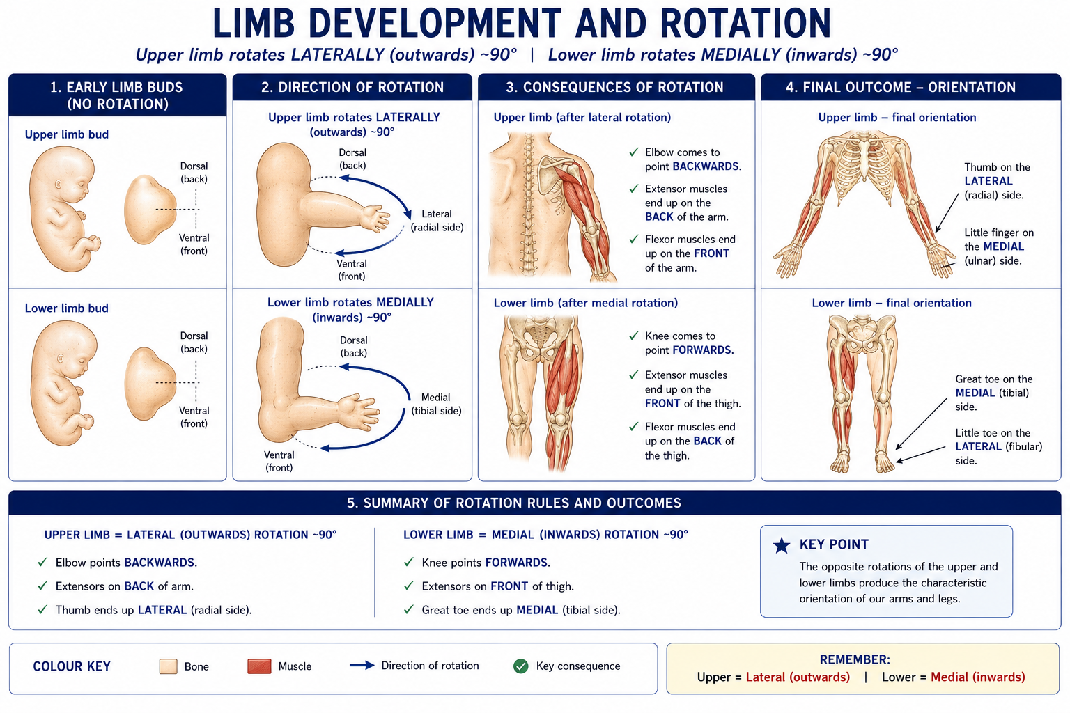 The limb buds before rotation, the direction each one turns, and the finished arrangement, showing the upper limb rotating laterally and the lower limb medially through about ninety degrees, with the consequences for elbow, knee, extensor muscles, thumb and great toe.
