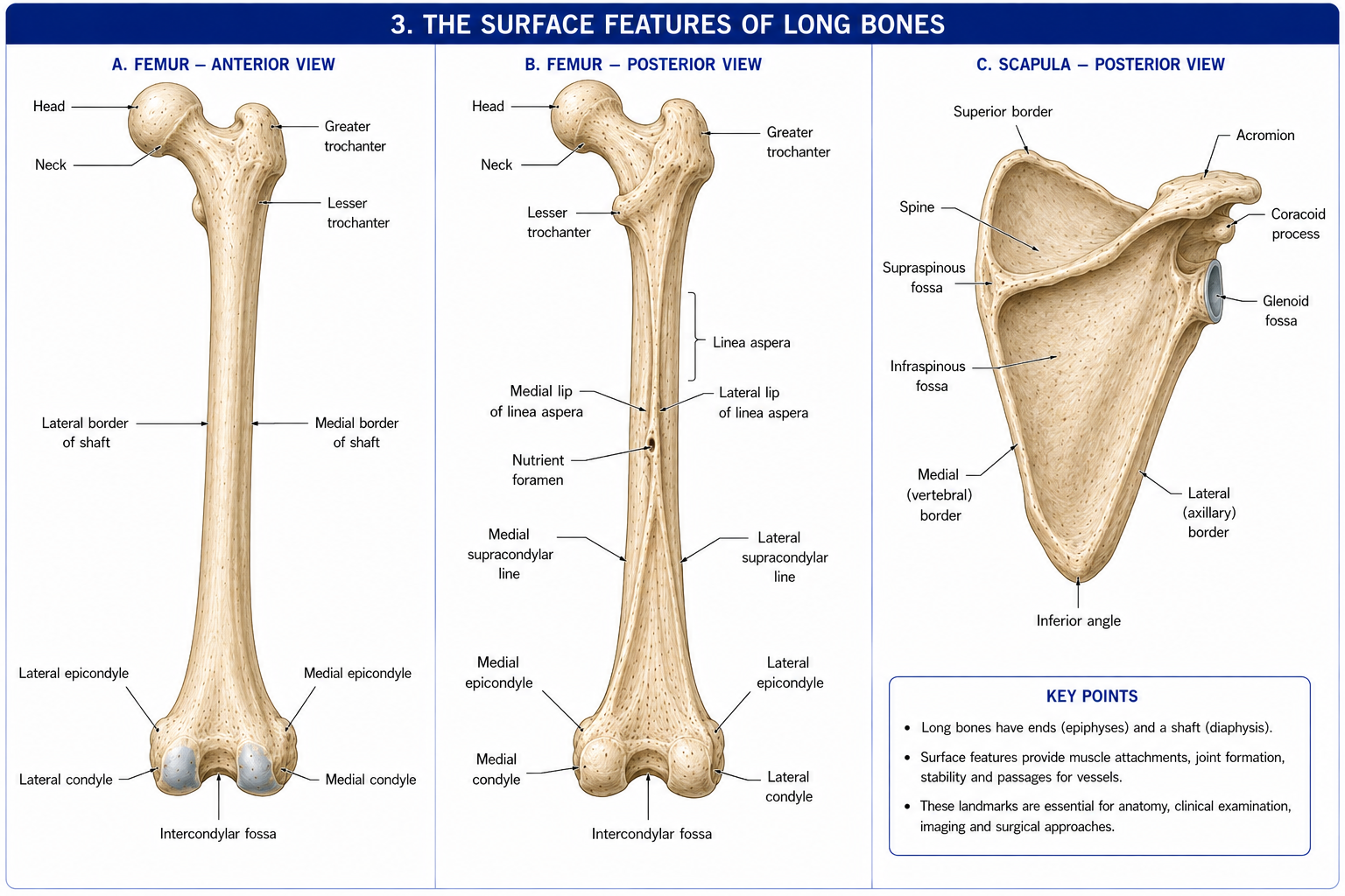 A femur from the front and from behind with every surface feature named - head, neck, greater and lesser trochanter, the borders of the shaft, the linea aspera with its two lips and the nutrient foramen on the posterior surface, the supracondylar lines, and the condyles, epicondyles and intercondylar fossa - beside a scapula labelled with its spine, processes, fossae and borders.
