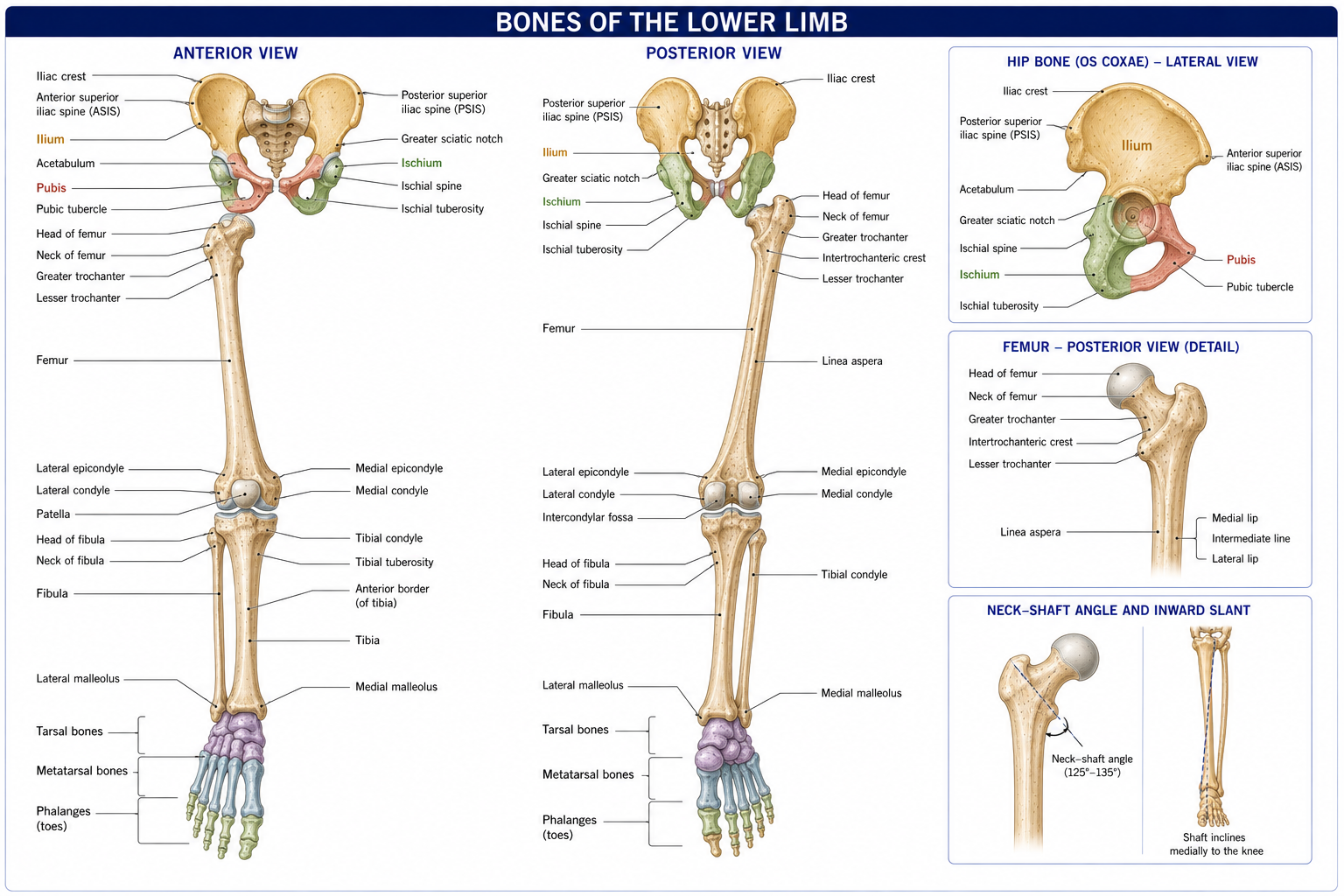 A full articulated plate of the lower limb from the front and the back, with the ilium, ischium and pubis distinguished by colour, and every landmark named on the hip bone, femur, tibia and fibula, including an inset showing the neck-shaft angle and the inward slant of the femoral shaft.