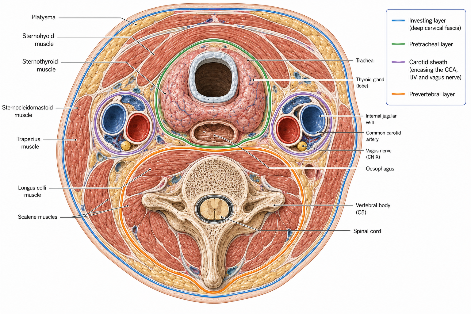A horizontal section through the neck at the level of the thyroid gland, showing the vertebra and cord behind, the trachea and oesophagus in front, the thyroid around the trachea, and the carotid artery, internal jugular vein and vagus nerve together in their sheath, with the four fascial layers drawn as continuous coloured lines.