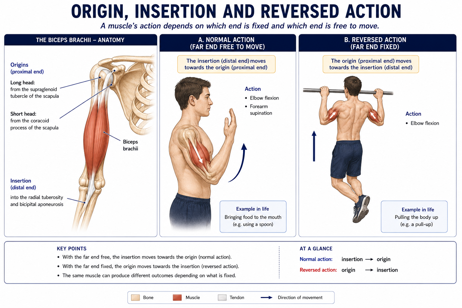 Biceps brachii with both heads shown, the long head from the supraglenoid tubercle and the short head from the coracoid process, insertion at the radial tuberosity, then the same muscle acting with the far end free and with the far end fixed.