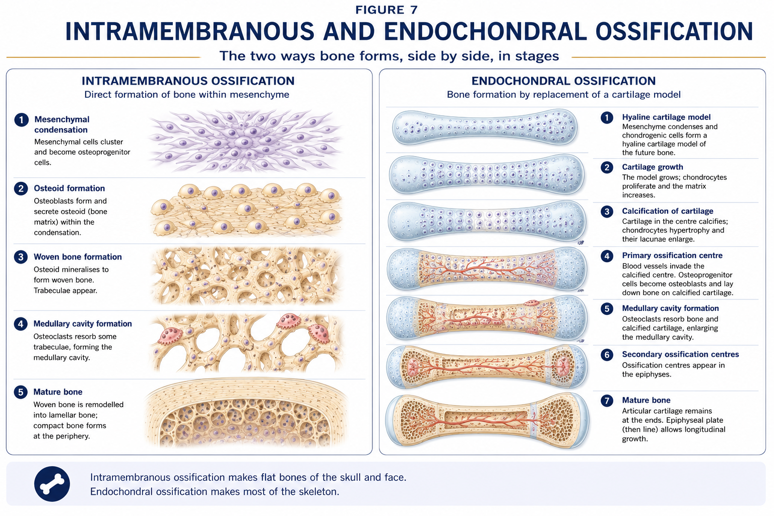 The two ways bone forms, side by side in stages: intramembranous ossification from mesenchymal condensation through osteoid and woven bone to mature bone, and endochondral ossification replacing a cartilage model through primary and secondary centres.