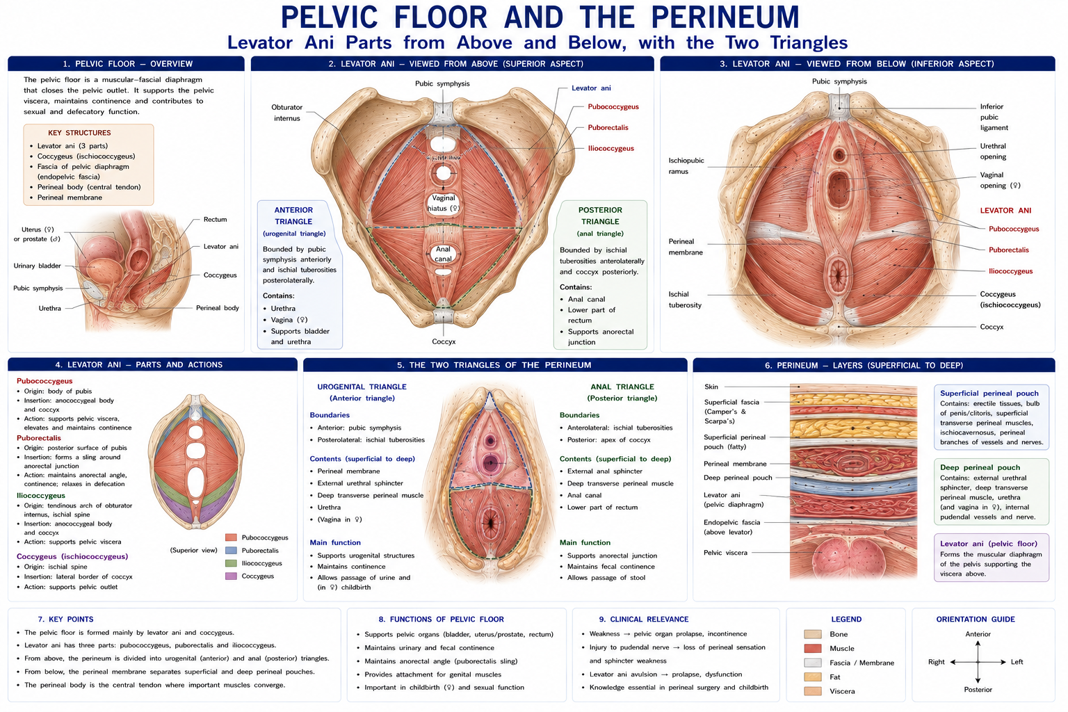 Levator ani seen from above and from below with its three named parts distinguished, the perineum divided into its urogenital and anal triangles, and the layers of the perineum shown from the surface downwards.