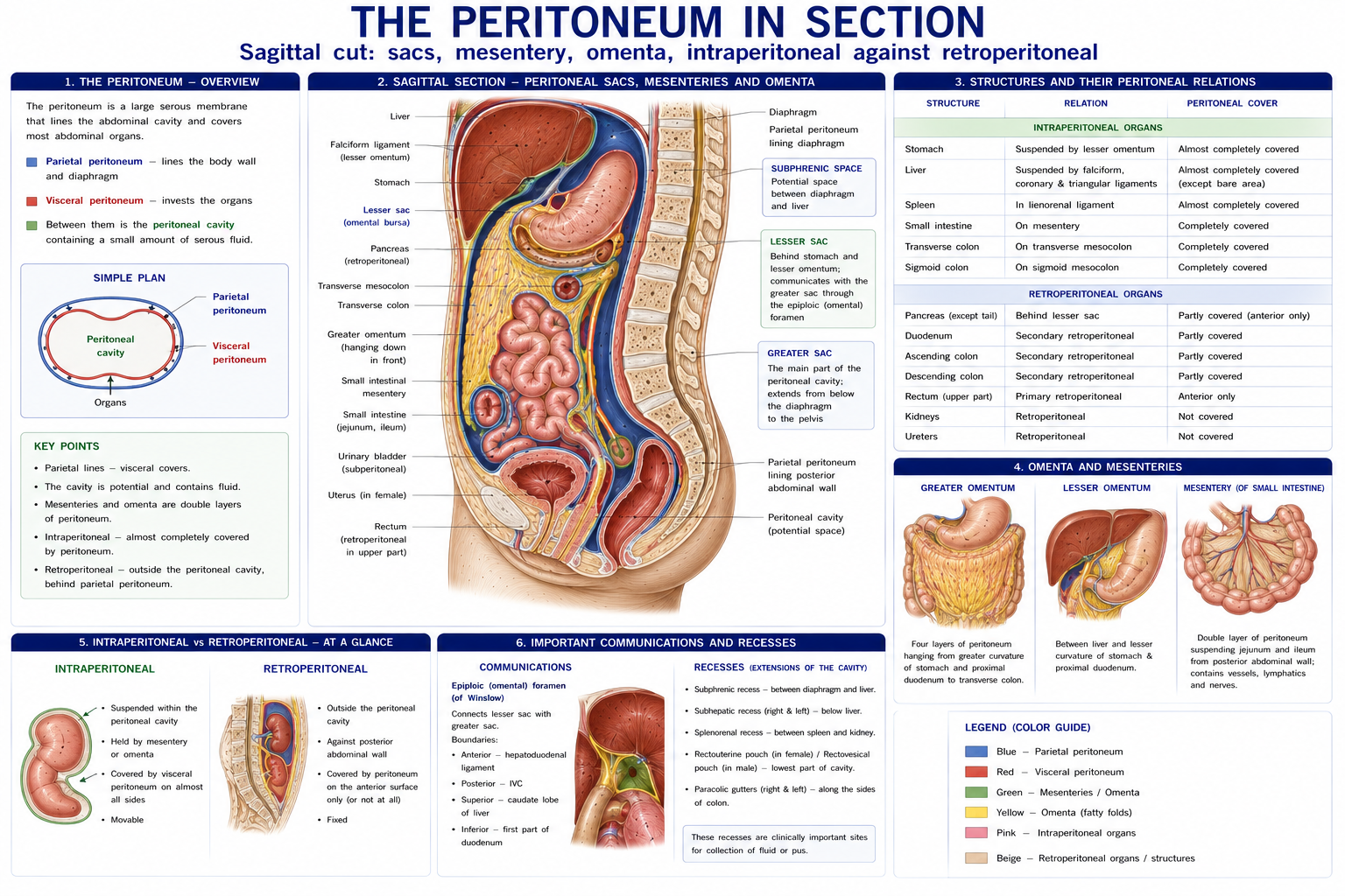 A sagittal section through the abdomen tracing the peritoneum as a continuous line, with the greater and lesser sacs, the mesenteries and omenta identified, and the intraperitoneal organs distinguished by colour from the retroperitoneal ones.