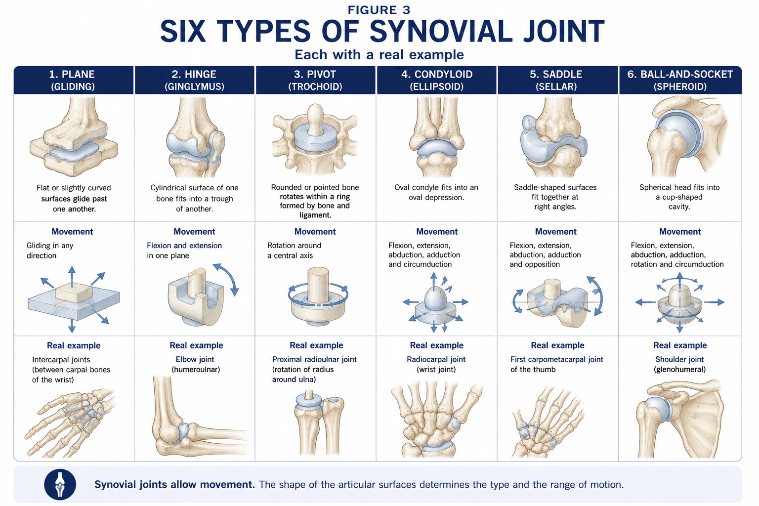 The six classes of synovial joint drawn in a row, plane, hinge, pivot, condyloid, saddle and ball-and-socket, each with the shape of its articular surfaces, the movements it allows and a real example from the body.