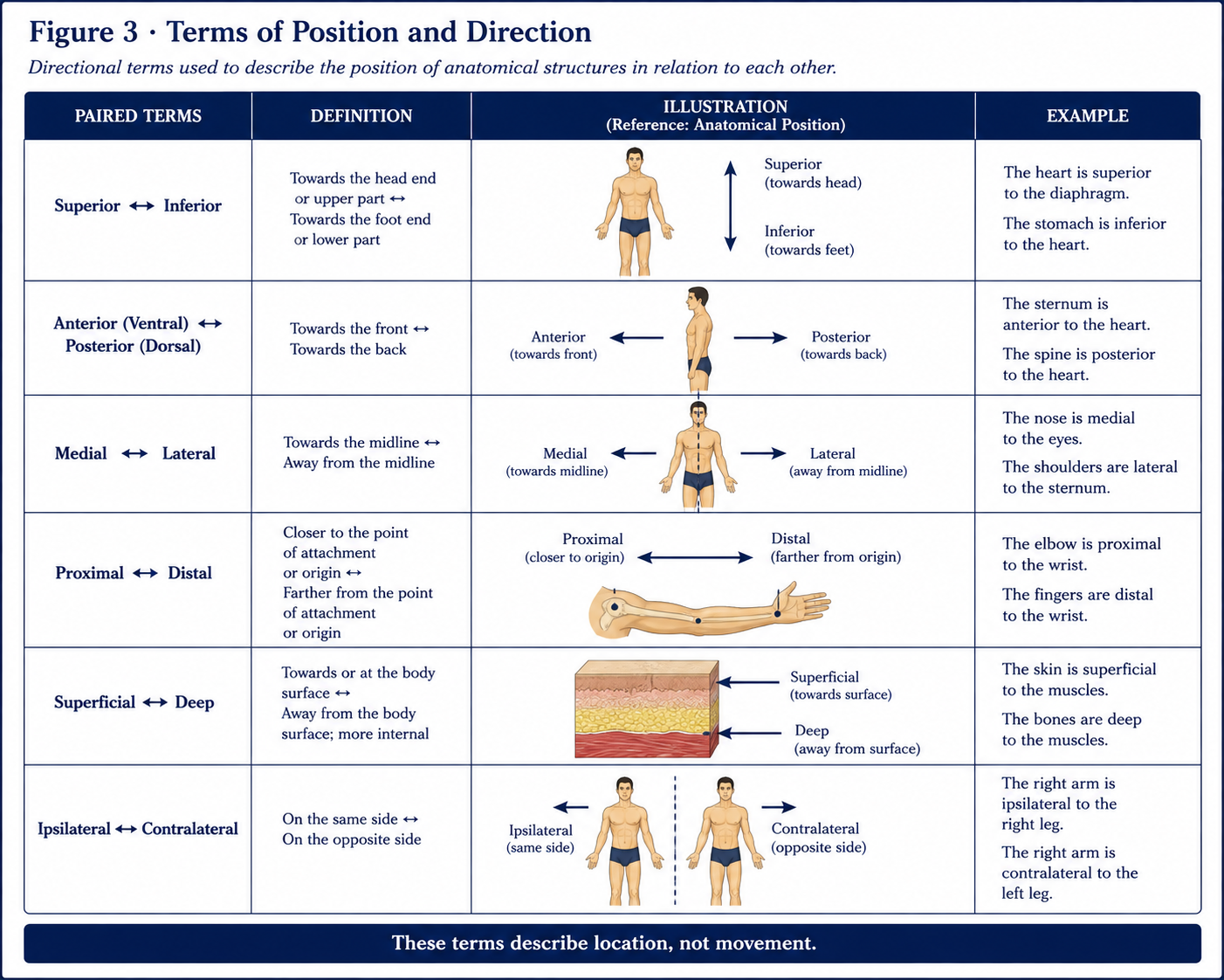 Each pair of positional terms shown on its own row with an illustration and a worked example - superior and inferior, anterior and posterior, medial and lateral, proximal and distal, superficial and deep, ipsilateral and contralateral.