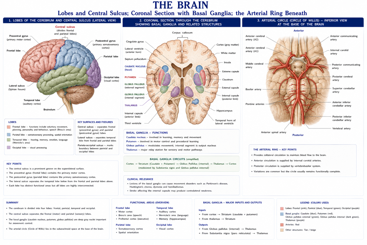 The brain from the side with its lobes and the central sulcus marked, a coronal section showing the cortex, the white matter and the deep grey masses of the basal ganglia and thalamus, and the arterial circle at the base drawn as a complete ring.