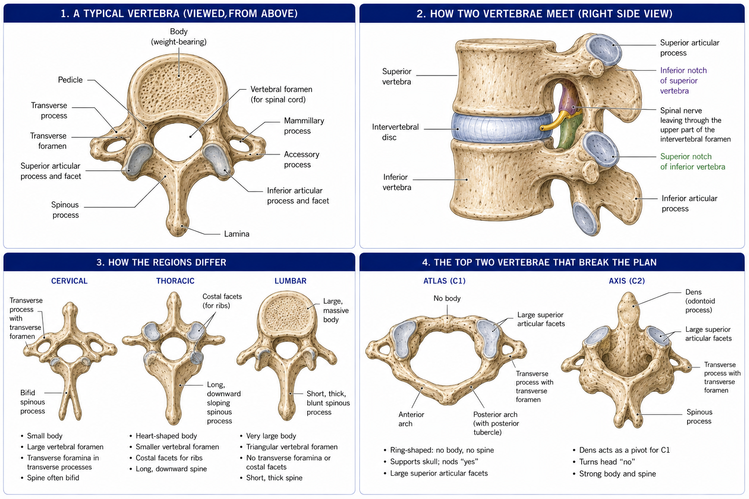 A typical vertebra from above with every part named, two vertebrae articulated to show how the intervertebral foramen is built from the notch of each and the nerve leaving through its upper part, the cervical, thoracic and lumbar types compared at the same scale, and the atlas and axis shown apart and assembled.