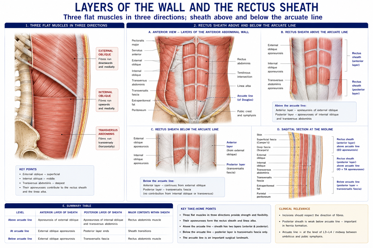 The three flat abdominal muscles with their fibre directions shown separately, and the rectus sheath in section above and below the arcuate line, showing which aponeuroses pass in front of and behind rectus abdominis at each level.