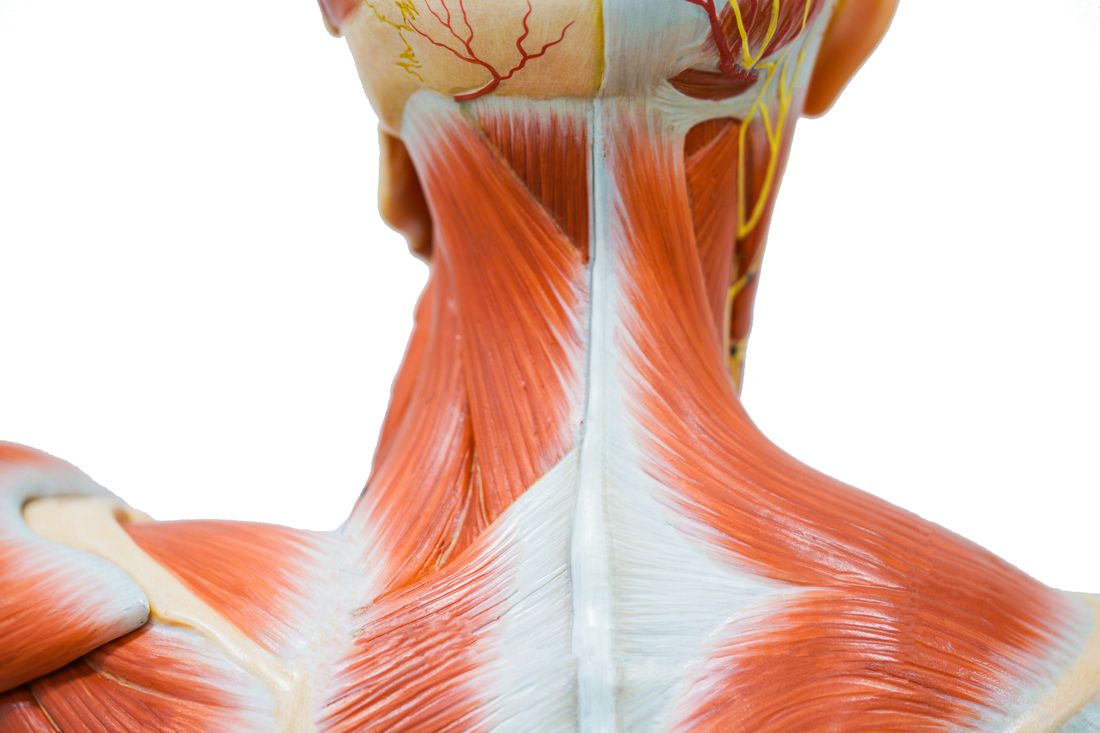 Anatomical illustration of the human neck showing the layered muscles running from the base of the skull down to the shoulder blade and collarbone, with the cervical vertebrae behind them.