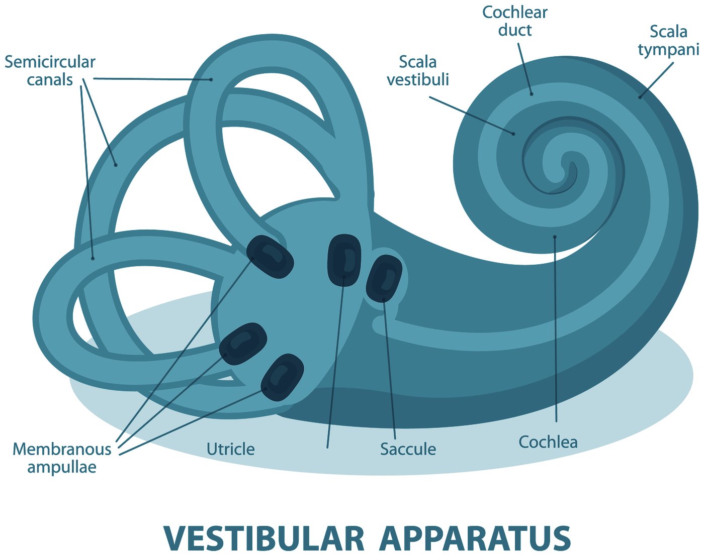 Labelled illustration of the vestibular apparatus of the inner ear, showing the three semicircular canals, the membranous ampullae, the utricle, the saccule and the cochlea.
